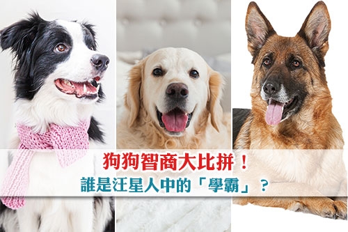 狗狗智商大比拼-誰是汪星人中的學霸